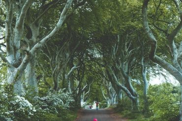 Dark Hedges