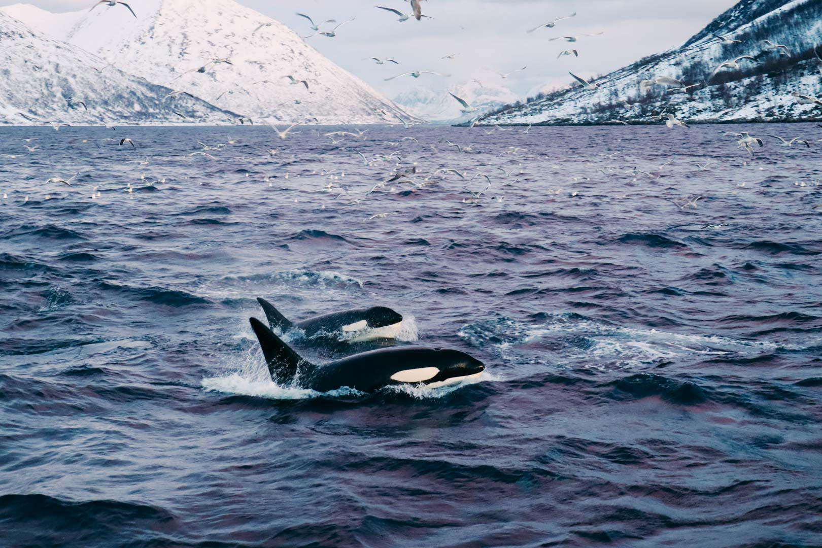orques norvège tromso