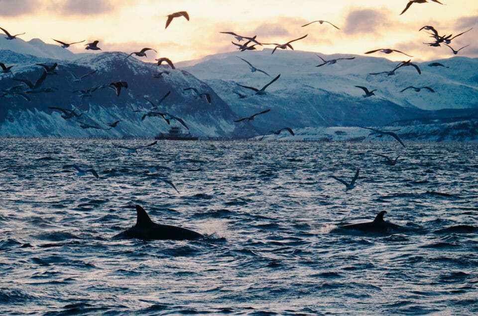 Norvège : voir des orques et des baleines en bateau électrique