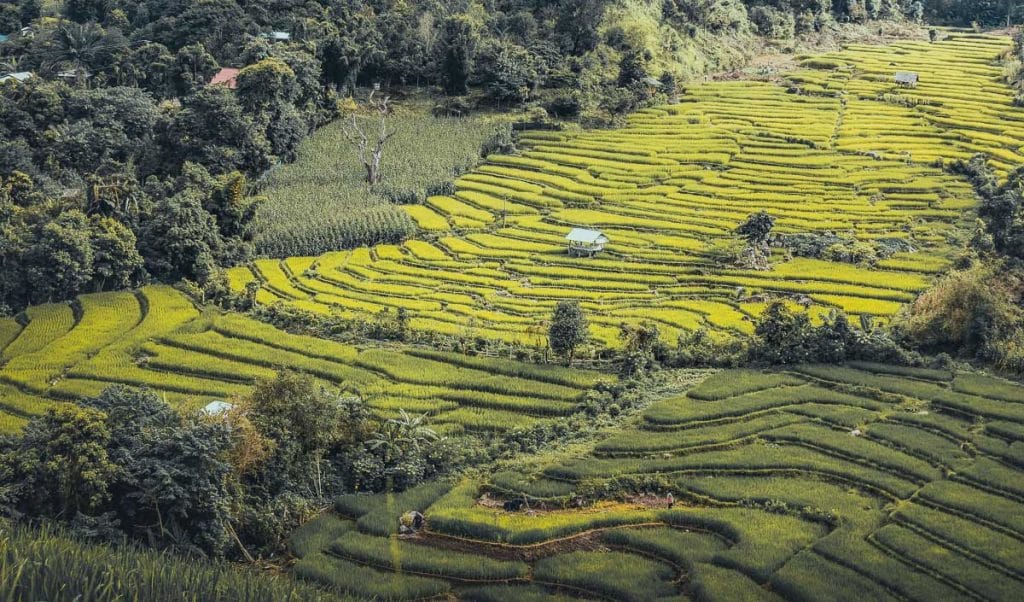 Paysage de rizières en terrasses verdoyantes dans les montagnes de Thaïlande du Nord