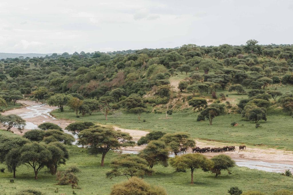 safari Tanzanie parc du tarangire