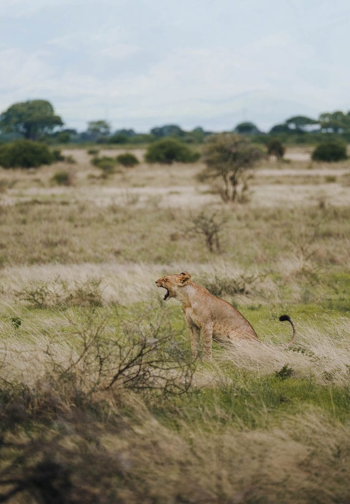 lionne voyage en tanzanie safari
