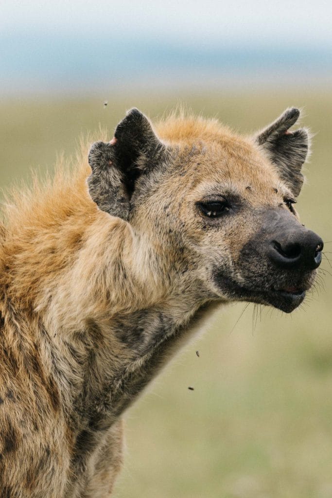 hyène parc serengeti tanzanie