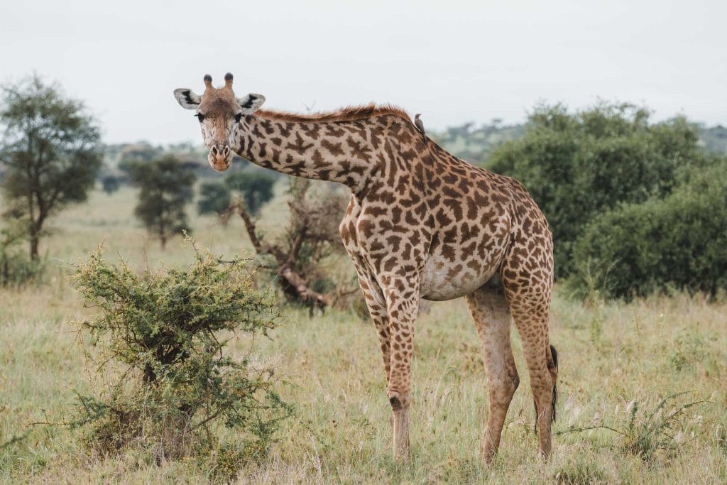 girafe serengeti tanzanie