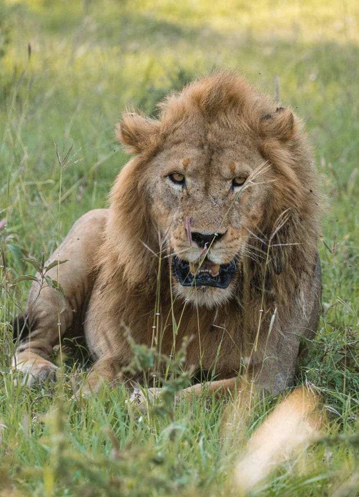 lion parc du serengeti tanzanie