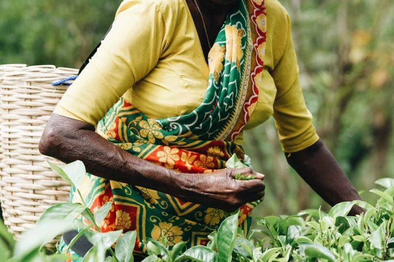 plantation de thé sri lanka