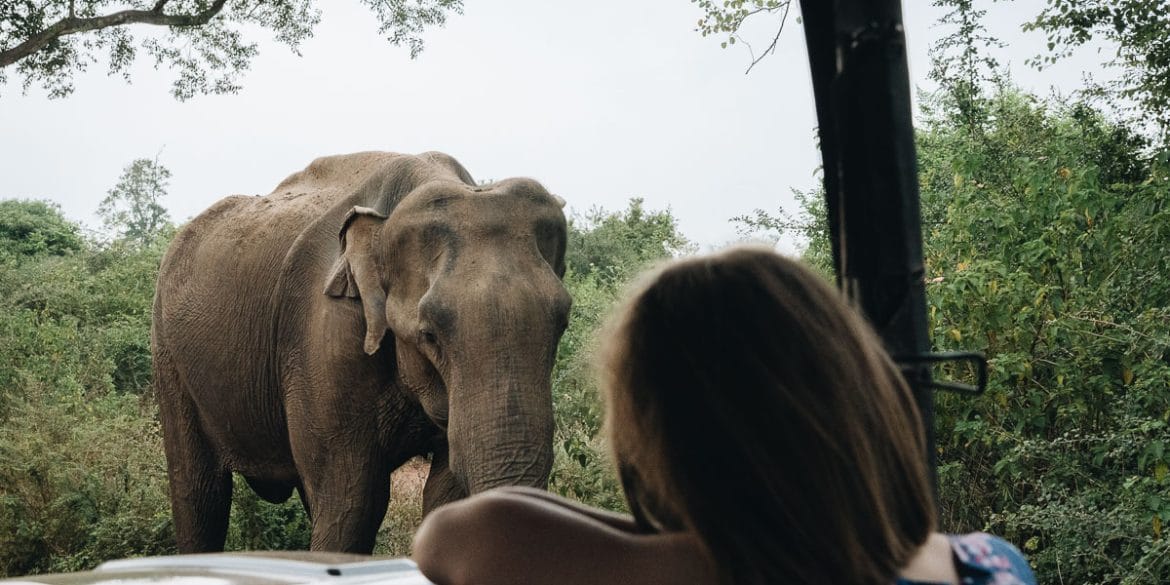 Safari Udawalawe