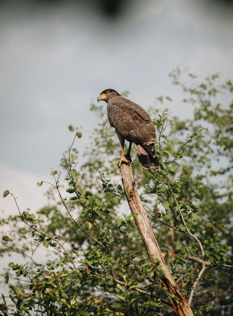 rapace udawalawe