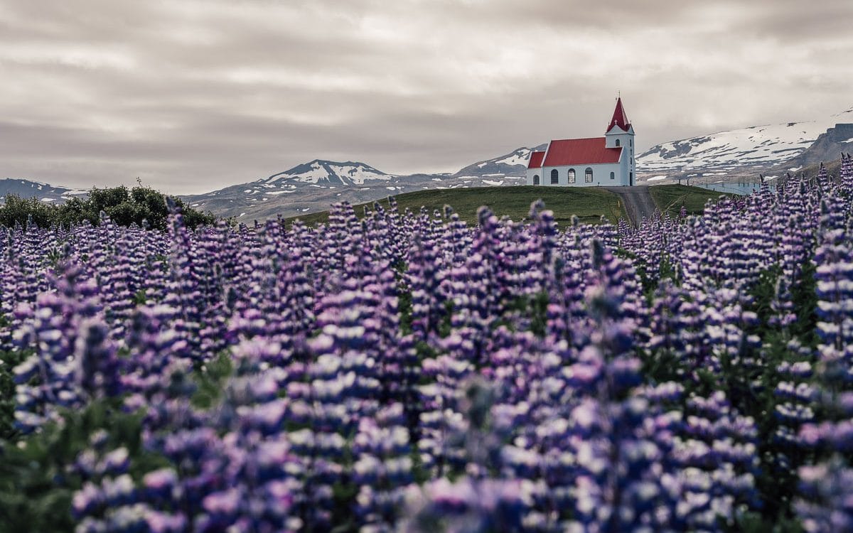 Gros plan sur un immense champ de lupins violets en fleurs avec l'église d'Ingjaldsholl en arrière-plan.