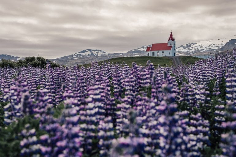 Gros plan sur un immense champ de lupins violets en fleurs avec l'église d'Ingjaldsholl en arrière-plan.