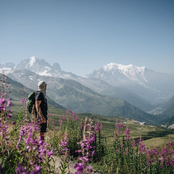 Randonneur admirant le Mont-Blanc au milieu d'un champ d'épilobes en fleurs