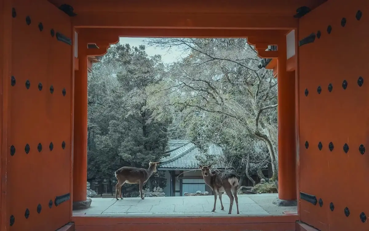 Deux daims sika sous une porte vermillon du sanctuaire Kasuga Taisha, à Nara au Japon